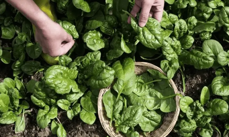 How Is Spinach Harvested Without Killing The Plant? 