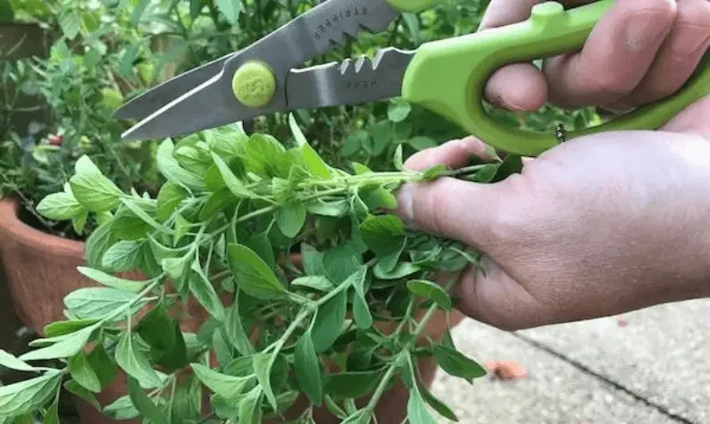 How To Harvest Oregano Without Killing The Plant? Oregano Harvesting Process