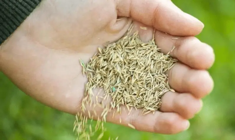 How to Harvest Your Own Grass Seed? 4 Steps of Harvesting Grass Seed