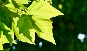 Photosynthesis: The Main Function of Leaf