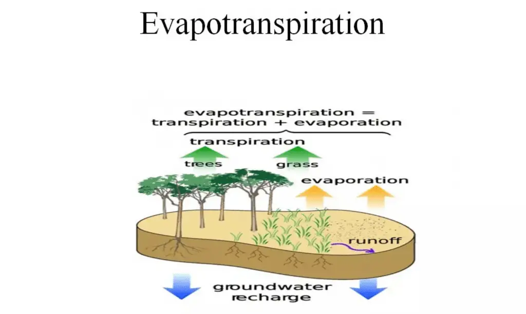 What Is Evapotranspiration?