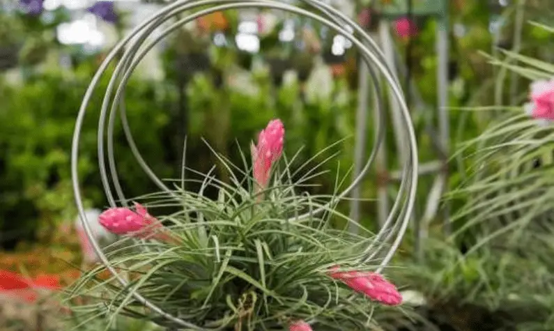 Why Is It So Special About Air Plants?