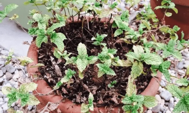 Why is My Mint Plant Dying? Causes of Mint Plant Dying