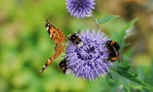 4. Increasing the diversity of pollinators