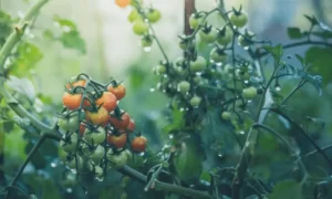How much sun Do Tomato Plants Need?