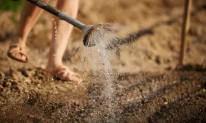 How much water should you use per gallon of soil?