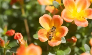 Imperiled Pollinators