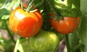 Tomatoes in Full Sun
