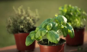 What Do Plants Need to Grow? 