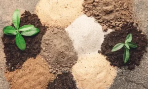 What Type of Soil is Best for Growing Plants? Existing types of soils