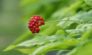 Why Is Growing Ginseng Illegal? Illegal types Of Ginseng