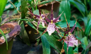 Brassia orchids