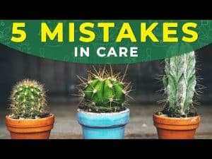 Conclusion: How to take care of a Cactus