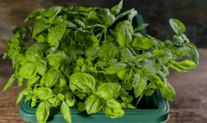 Health Benefits of Basil: Why are my Basil Light Green?