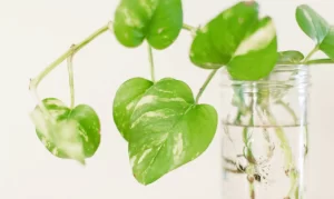How To Grow Basil In Water?