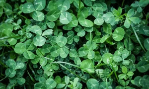 How to Get Rid of Clover?
