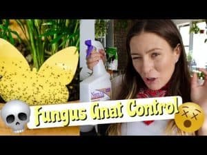 How to Get Rid of Fungus Gnats?