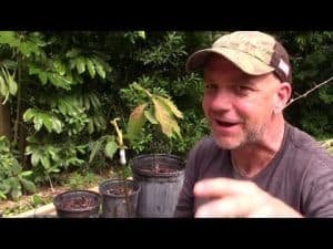 How to Grow an Avocado Tree that Bears Fruit? Steps by Step Guide