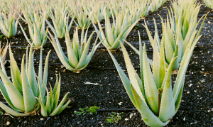 How to Plant Aloe Vera by Division Method?