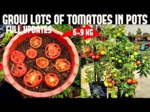 How to Plant tomato at Home?