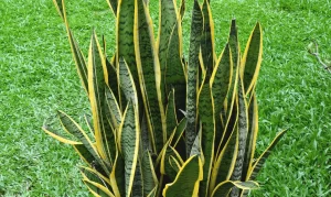 How to Propagate Snake Plant?