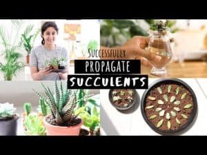 How to Propagate Succulents? Things To Know