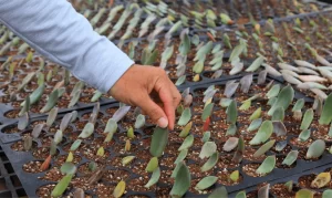 How to Propagate Succulents by Cuttings?