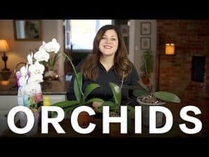 How to Take Proper Care for Orchids to Live Long?