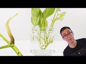 How to grow Pothos in Water Faster?