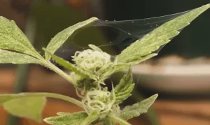 Life cycle: How do spider mites grow?