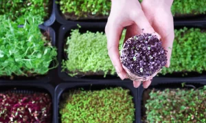 Microgreens Are High-Value Crops with a Massive Customer Base