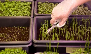Most Popular Microgreens for Chefs