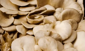 Mushrooms with the Highest Vitamin D Concentrations, Ranked from Most to Least
