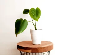 What is Pothos Propagation? How to Propagate Pothos