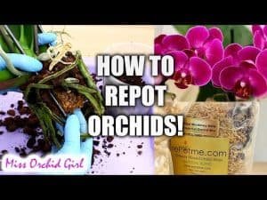  When to Repot an Orchid? 