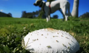 Will dogs eat Mushrooms, and if so, Will Mushrooms Hurt My Dog?
