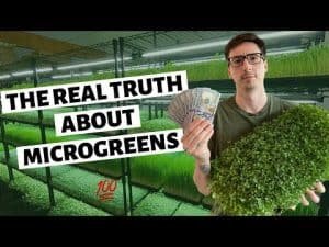 a greenhouse are needed.
How to Grow Microgreens Commercially? A Step-by-Step Guide