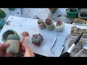 
How to pot Succulents? Step by Step Guide