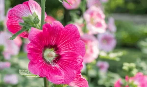 About Hollyhock Flowers