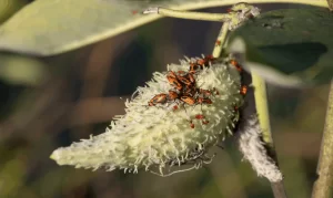 About Milkweeds Bugs