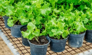 Can Plants Be Grown in Plastic Pots? 