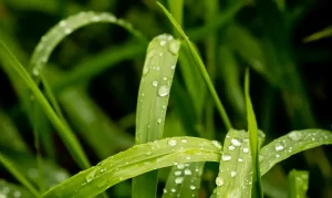 Five Key Factors: How Long Does it Take for Grass to Dry After Rain?