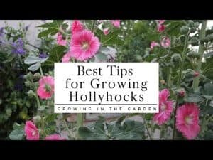 Hollyhock Health Benefits