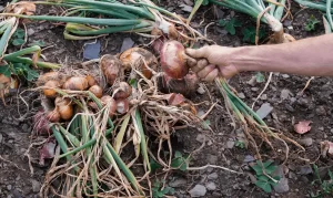How Do You Know When to Pick Onions?