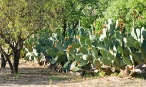 How to Kill Prickly Pears? Useful Methods