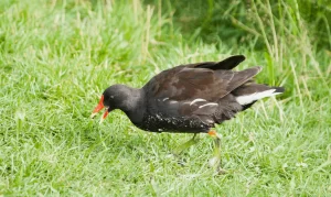 How to Prevent Birds From Eating Grass Seed?