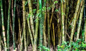 Life Span Of Bamboo Culms: How Long Does Bamboo Plants Live? 
