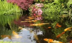 Plants to Use in Koi Pond 