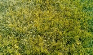 What Causes Grass to Turn Yellow? Causes with Solutions