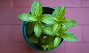 About Mint Plants